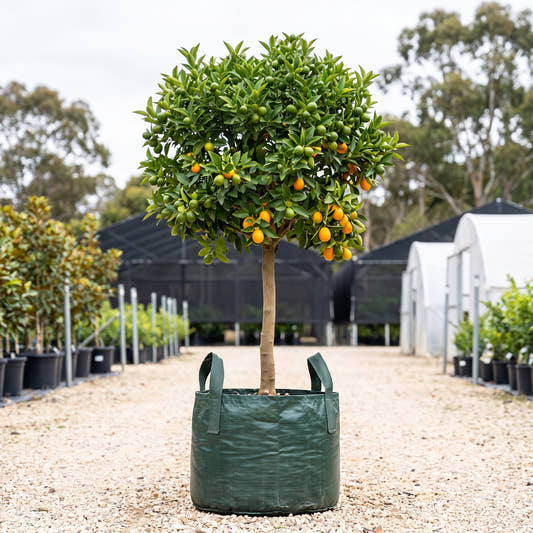 Green Kumquat (Standard) - Citrus japonica
