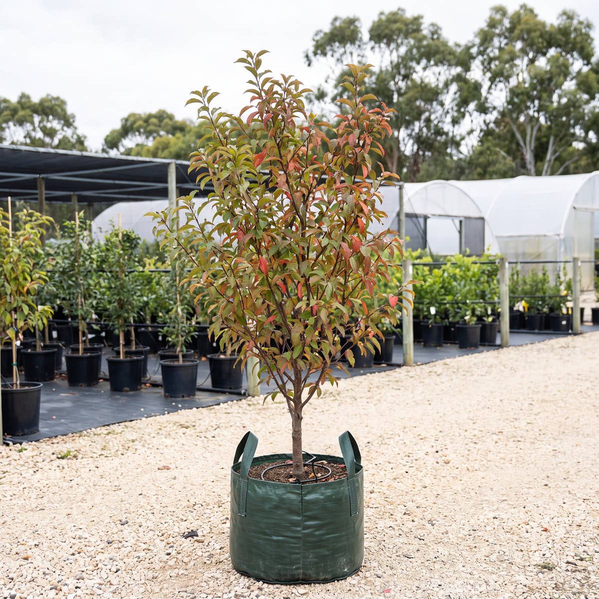 Plumscrumptious Plumcot - Prunus salicina x armeniaca