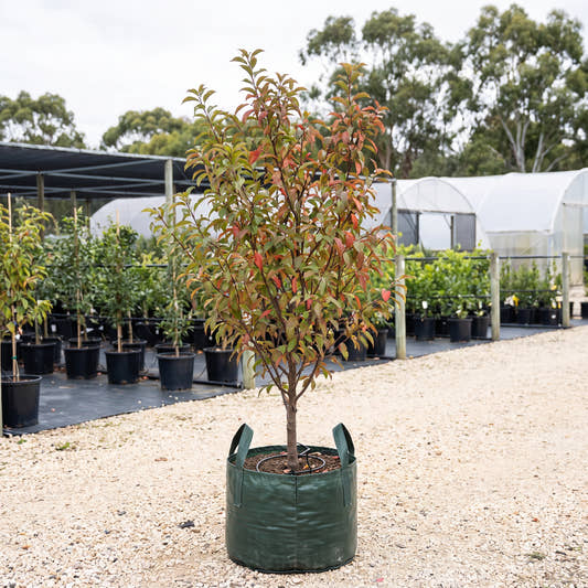 Plumscrumptious Plumcot - Prunus salicina x armeniaca
