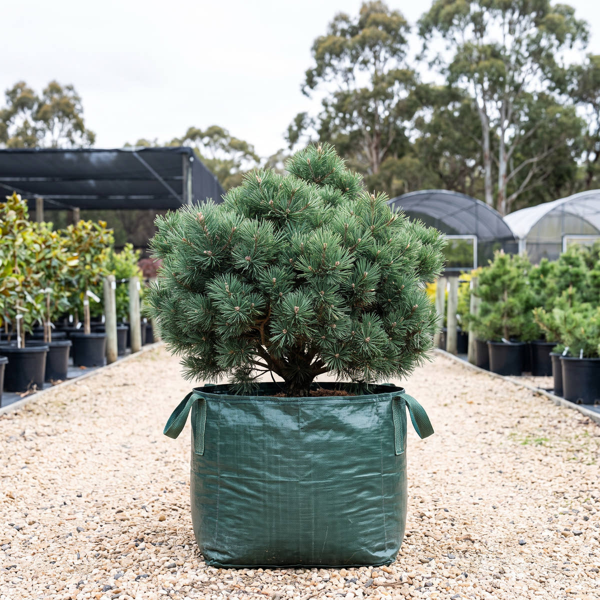 Scots Pine - Pinus sylvestris