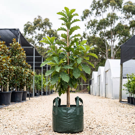Daimyo Oak - Quercus dentata