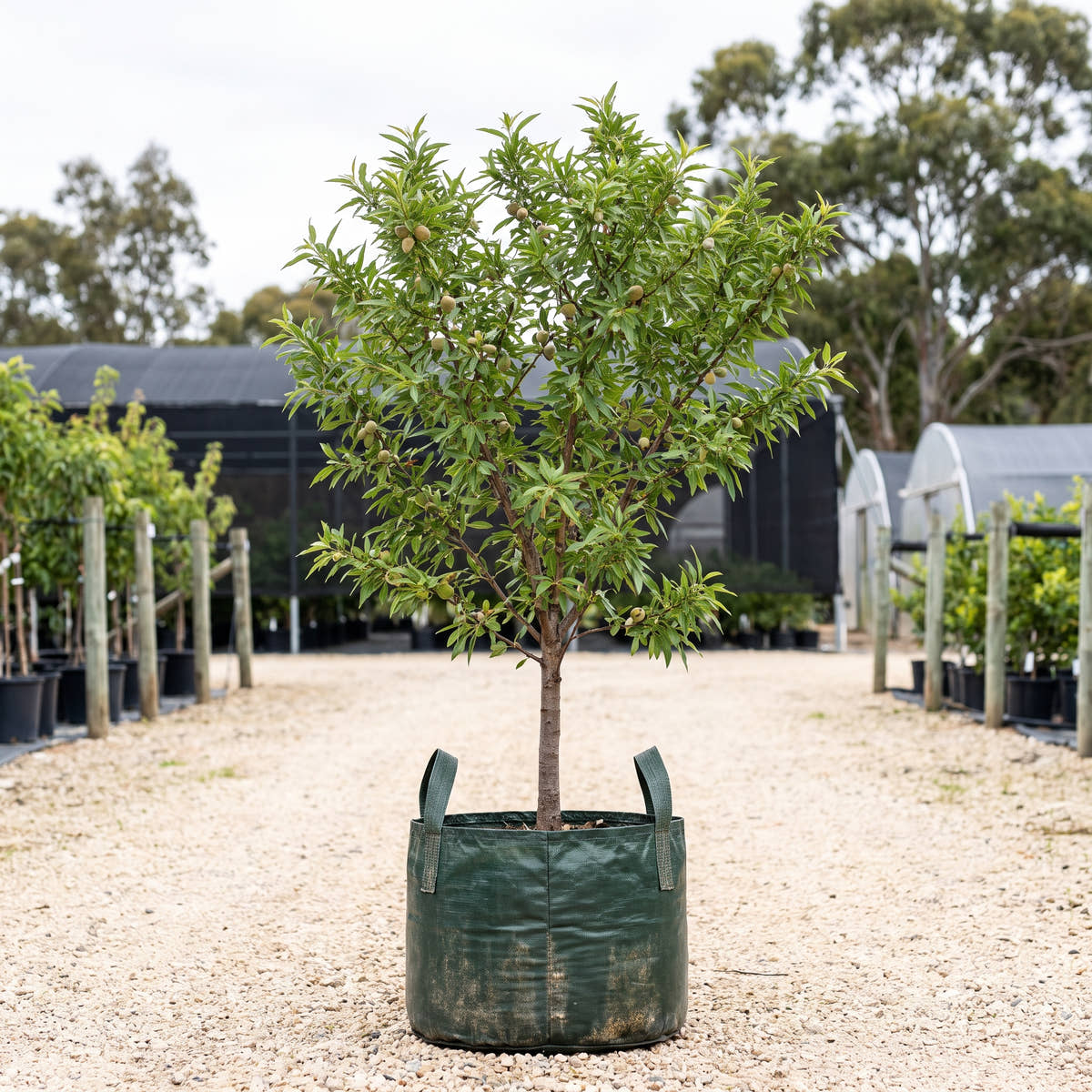 Almond - Prunus dulcis