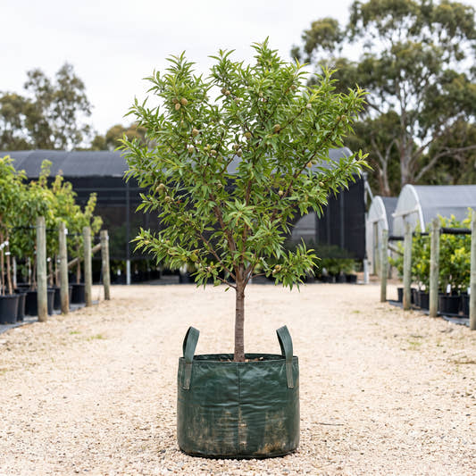 Almond - Prunus dulcis