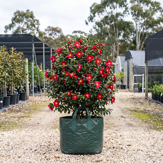 Yuletide Camellia - Camellia sasanqua ‘Yuletide’