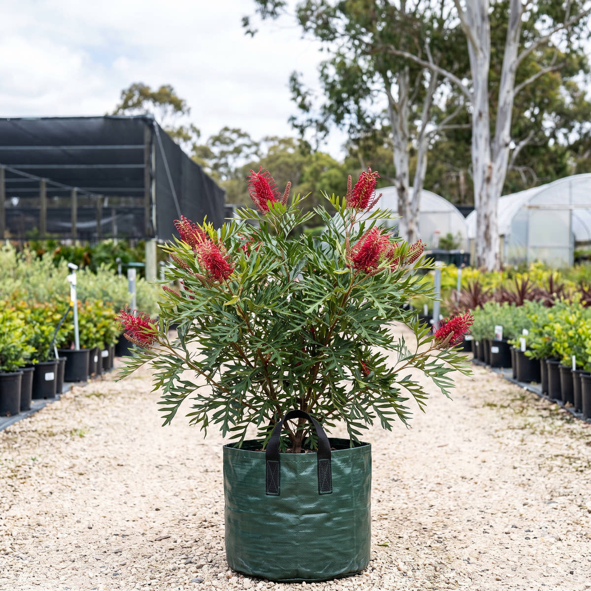 Red Silky Oak - Grevillea banksii var. forsteri