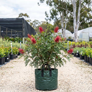 Red Silky Oak - Grevillea banksii var. forsteri