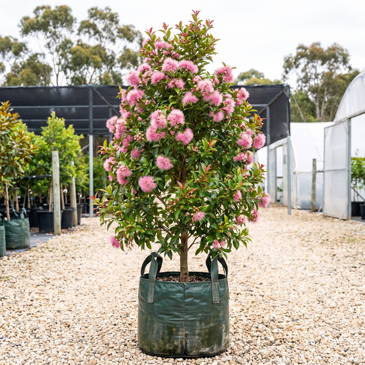 Cherry Puff Powder Puff Lilly Pilly - Syzygium wilsonii ‘Cherry Puff’