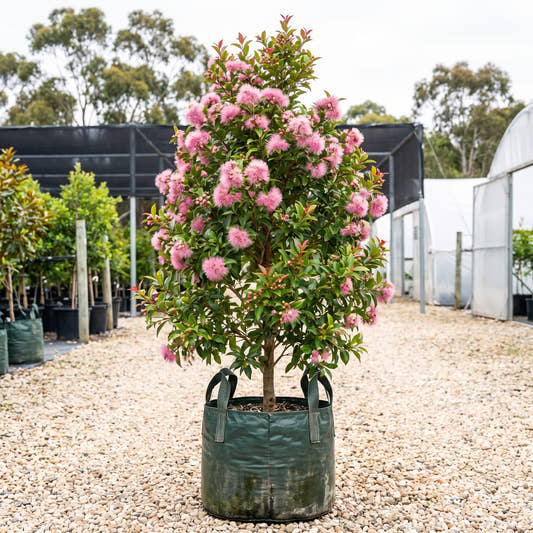 Cherry Puff Powder Puff Lilly Pilly - Syzygium wilsonii ‘Cherry Puff’