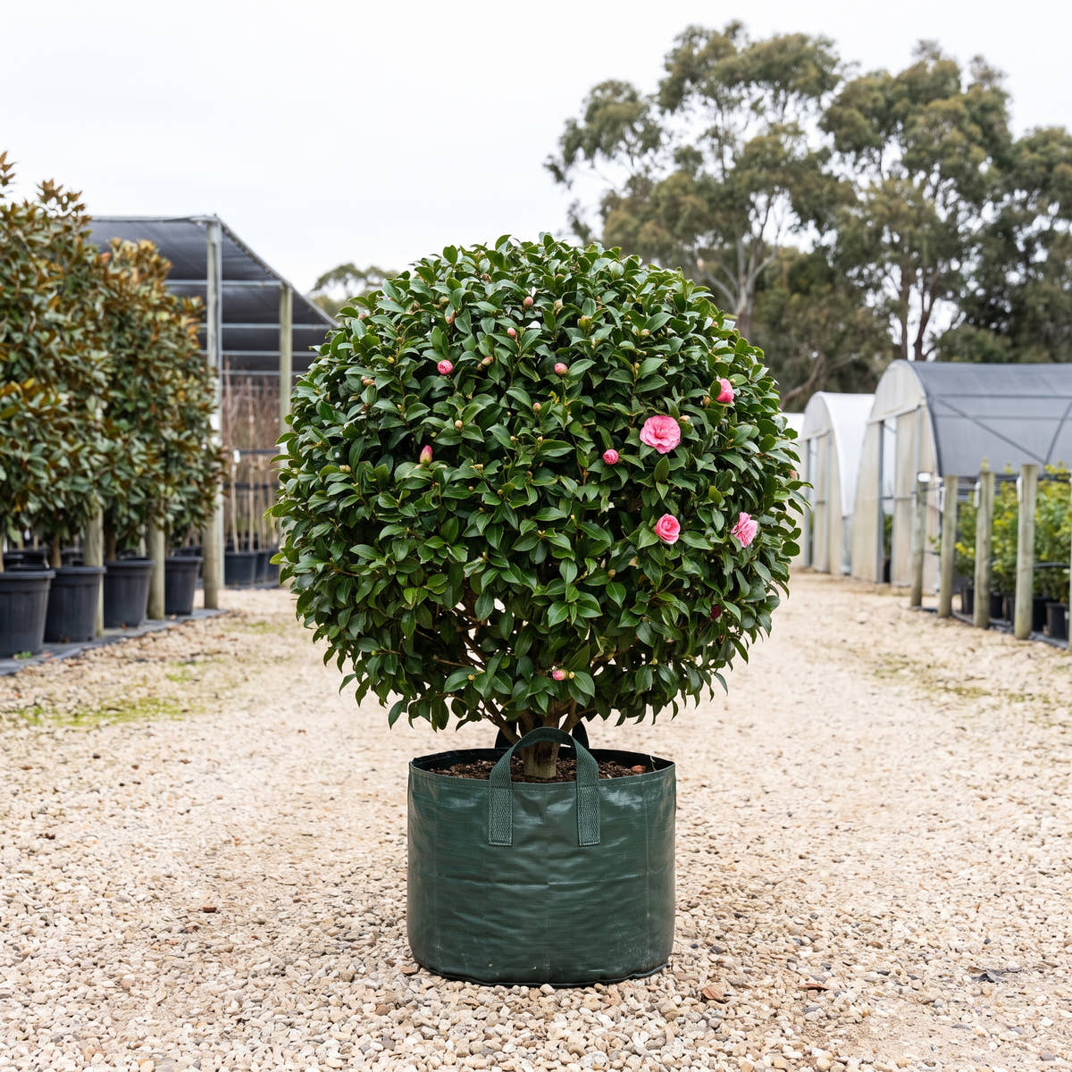Fran Homeyer Camellia (Ball) - Camellia japonica ‘Fran Homeyer’