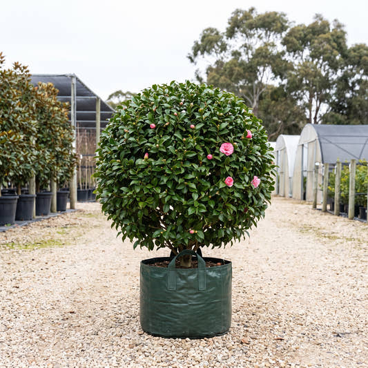 Fran Homeyer Camellia (Ball) - Camellia japonica ‘Fran Homeyer’