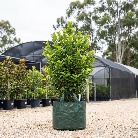 Holly Fuchsia - Graptophyllum ilicifolium