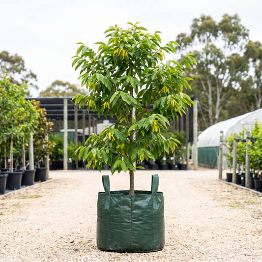 Ylang Ylang - Cananga odorata