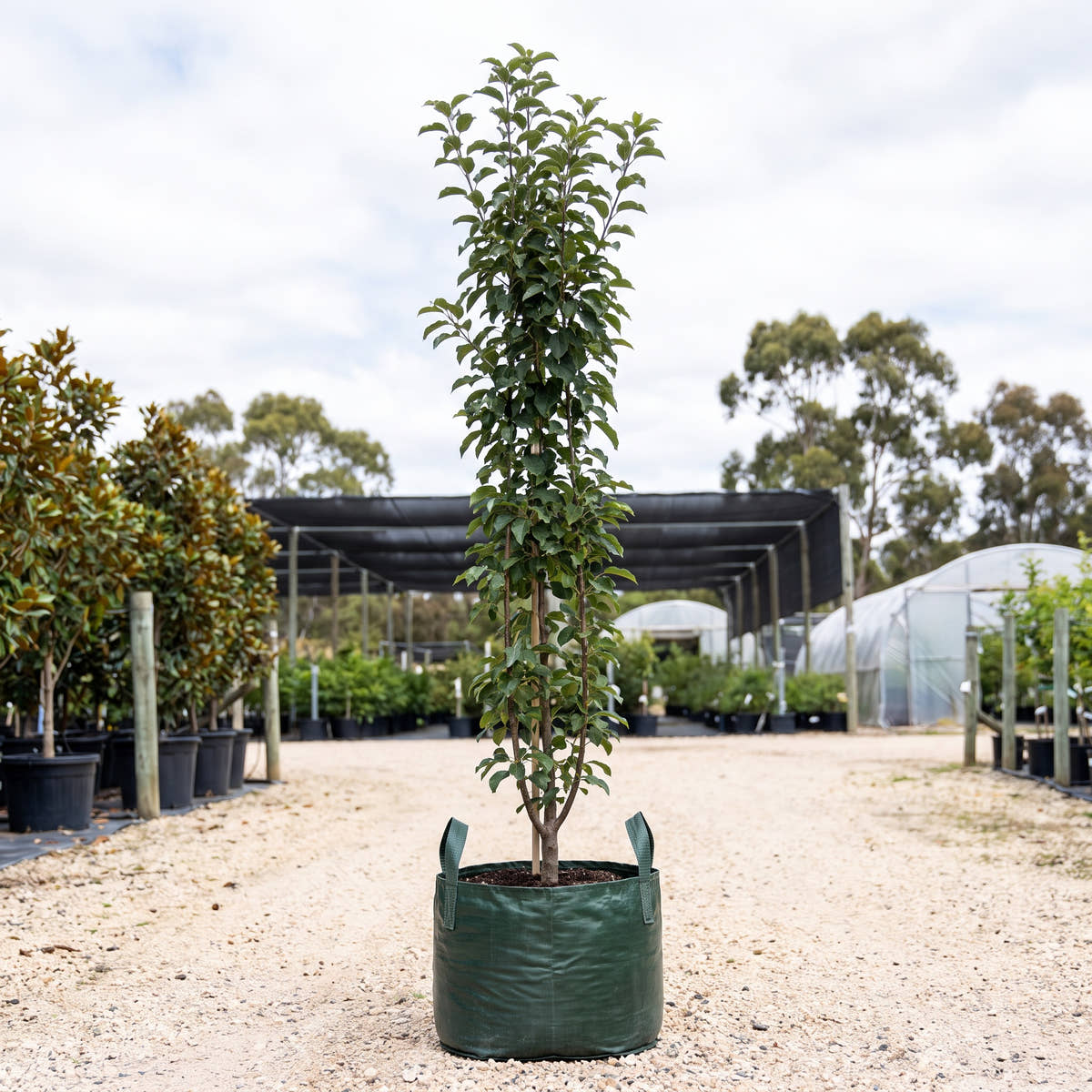 Gorgeous Crab Apple - Malus prunifolia ‘Gorgeous’