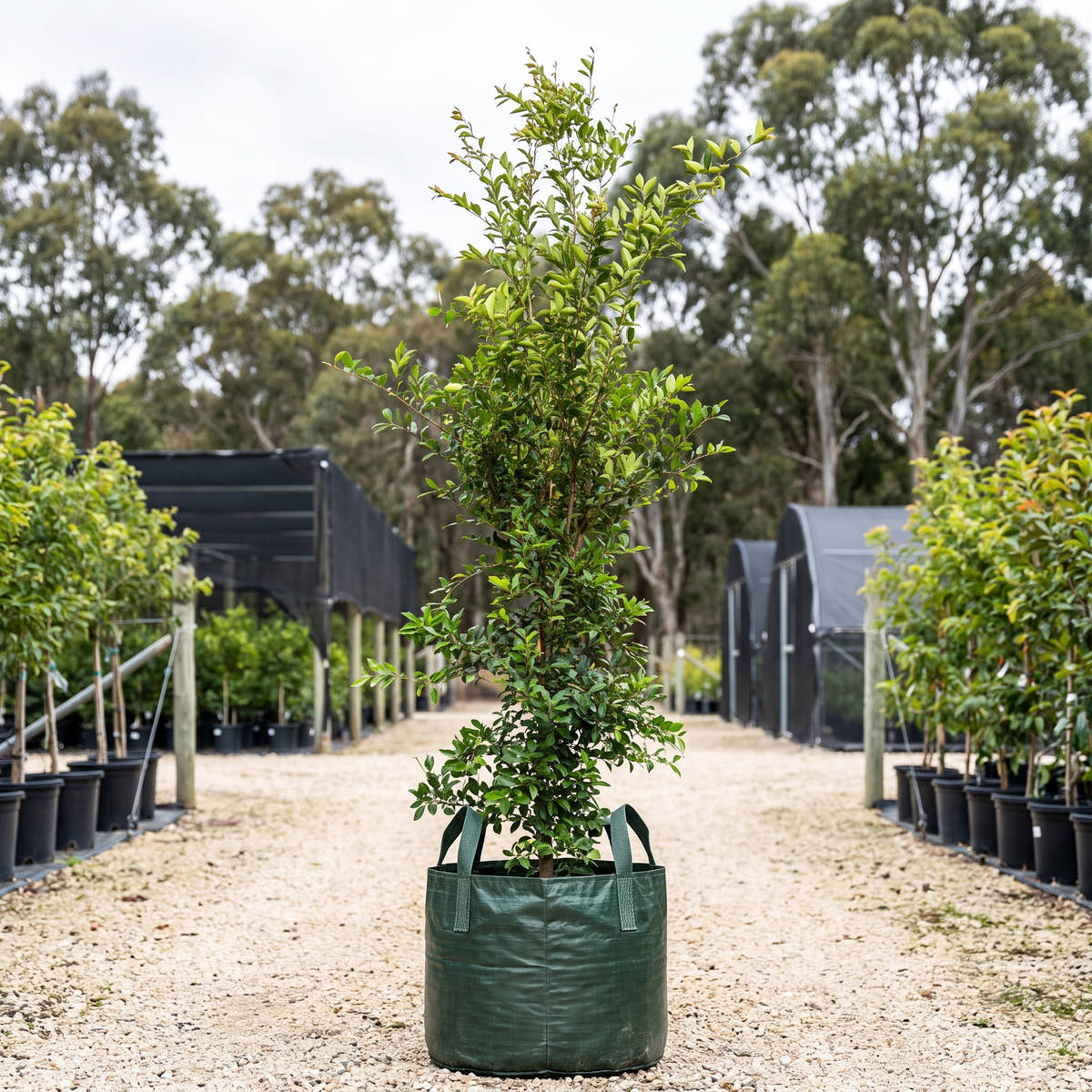 Lilly Pilly - Syzygium smithii
