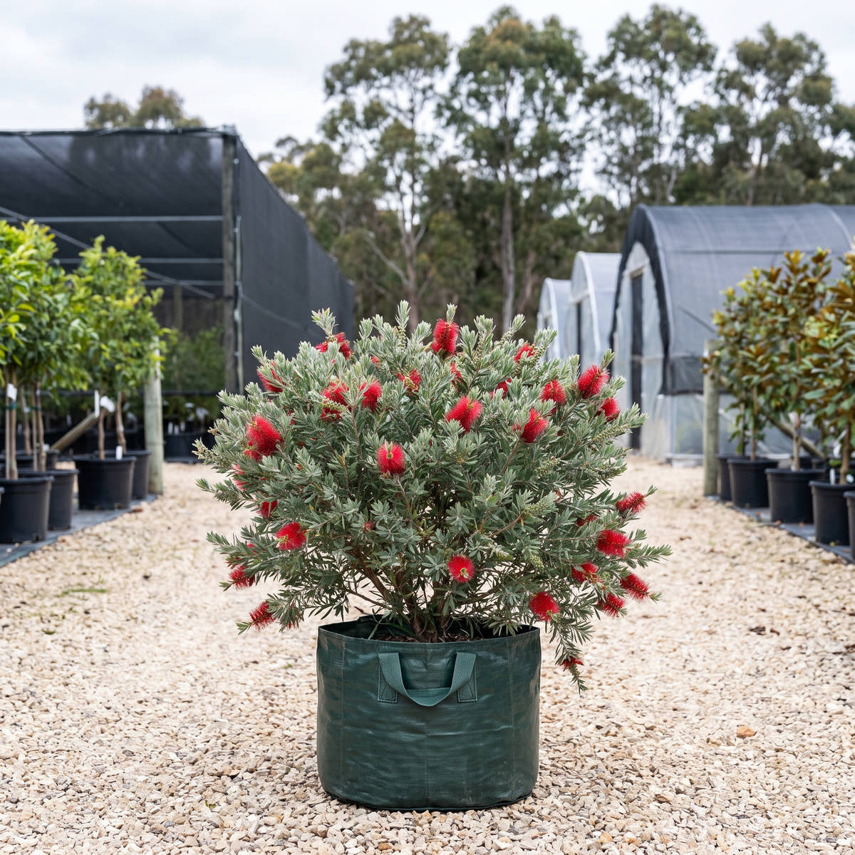 Little John Bottlebrush - Callistemon viminalis ‘Little John’