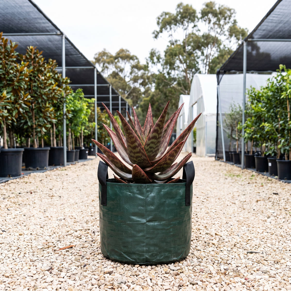 Aloe ‘Saturn’