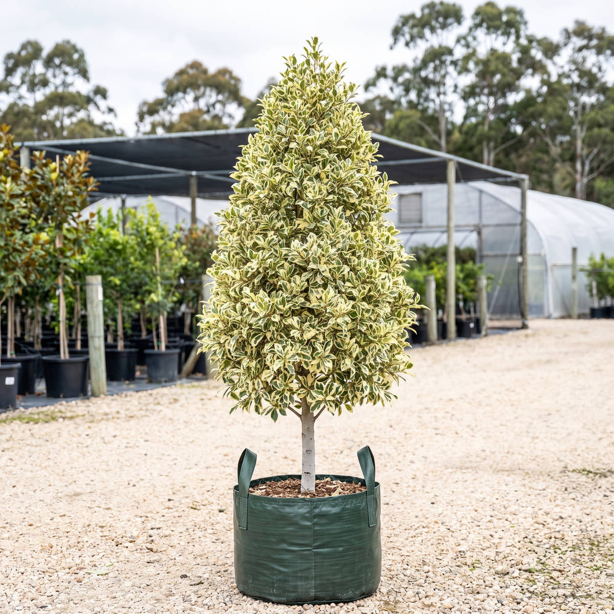Variegated Flash Fig - Ficus microcarpa ‘Flash Variegated’