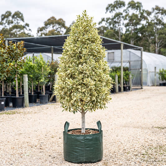 Variegated Flash Fig - Ficus microcarpa ‘Flash Variegated’