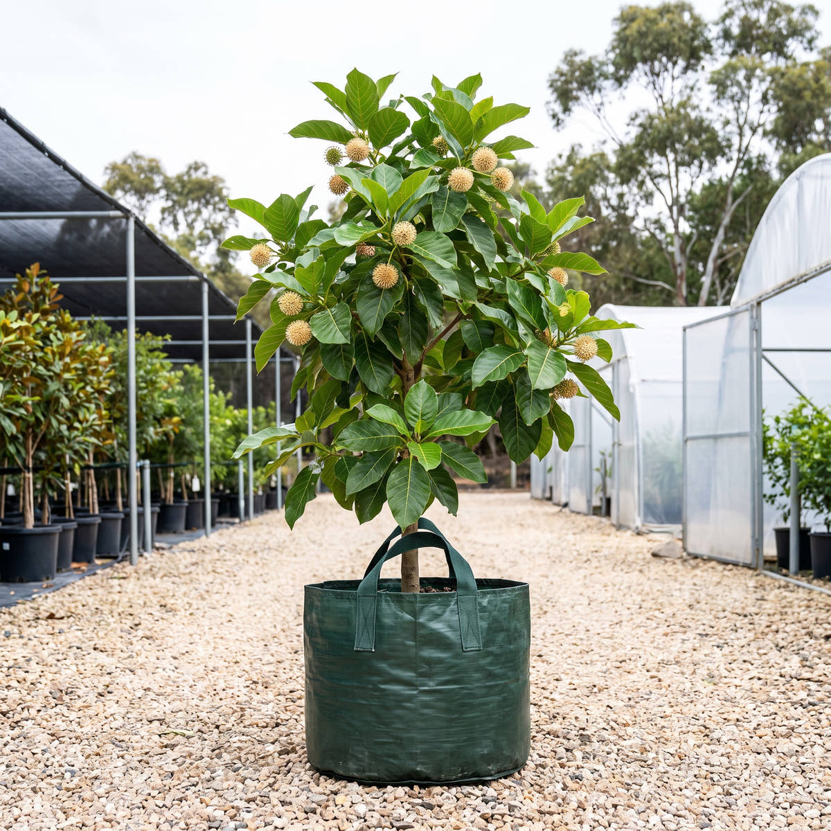 Leichhardt Tree - Nauclea orientalis