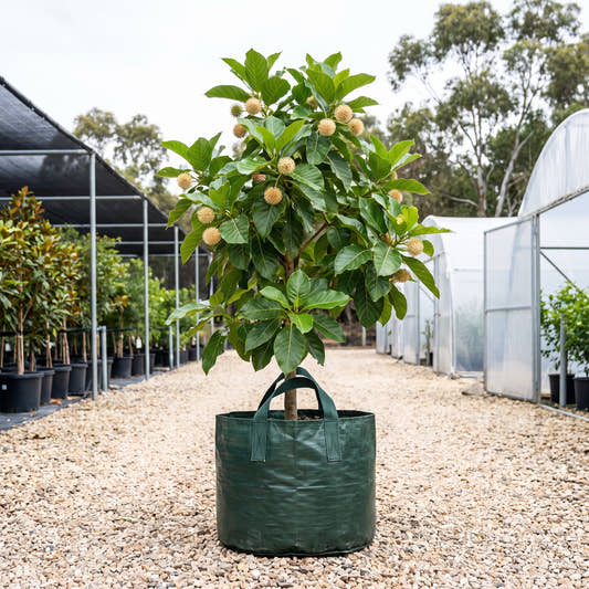 Leichhardt Tree - Nauclea orientalis