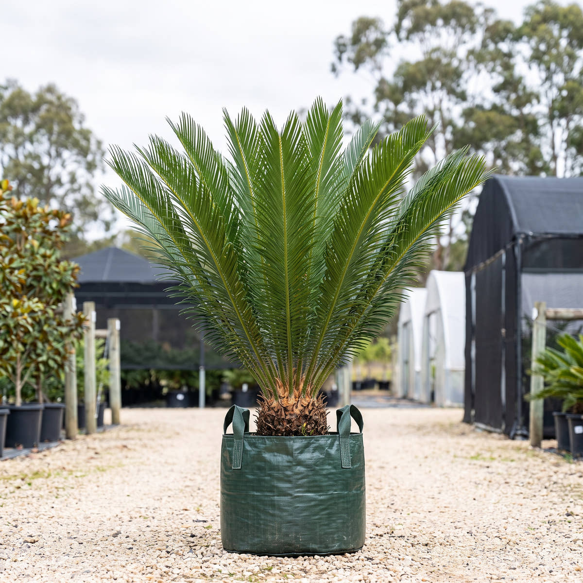 Panzhihua Cycad - Cycas panzhihuaensis