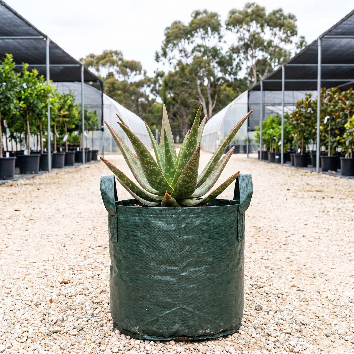 Aloe ‘Rias’