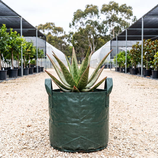 Aloe ‘Rias’
