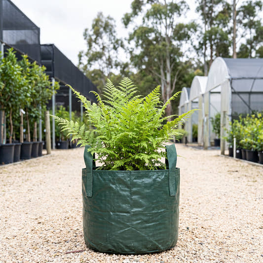 Lacy Ground Fern - Dennstaedtia davallioides