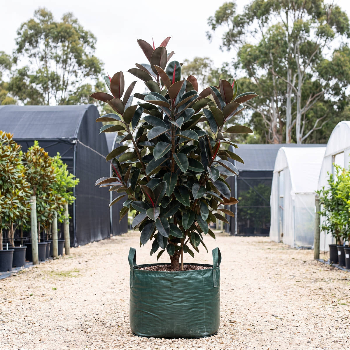Burgundy Rubber Plant - Ficus elastica ‘Burgundy’
