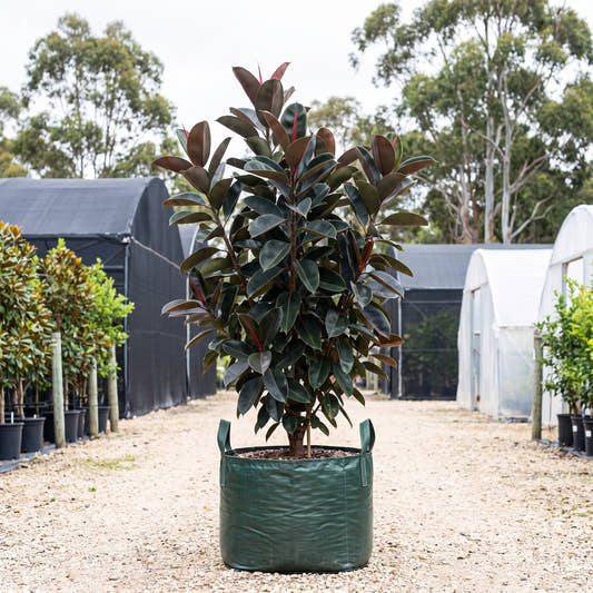 Burgundy Rubber Plant - Ficus elastica ‘Burgundy’