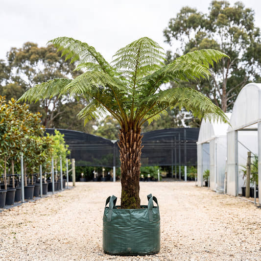 Cyathea robusta