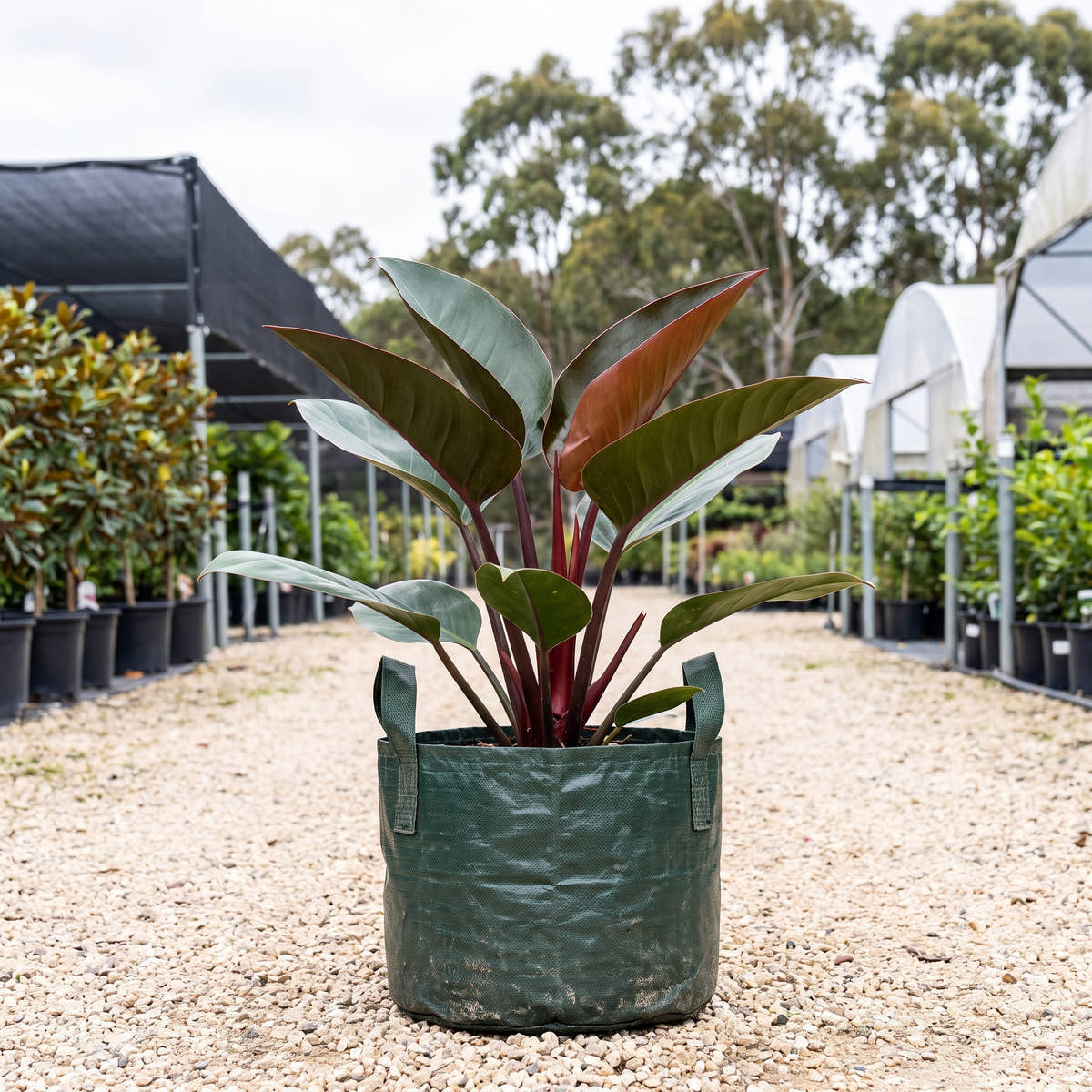 Philodendron ‘Rojo Congo’