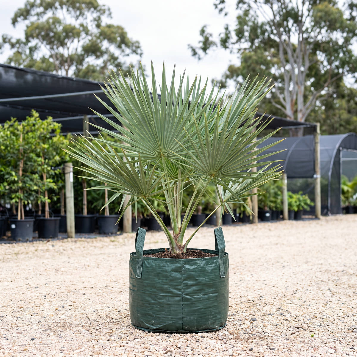 Dwarf Palmetto - Sabal minor