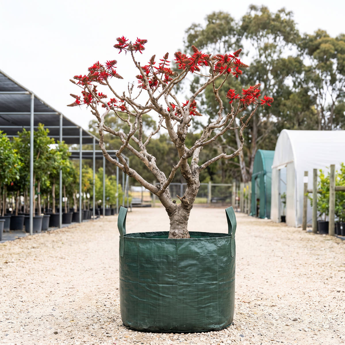 Coral Tree - Erythrina x sykesii