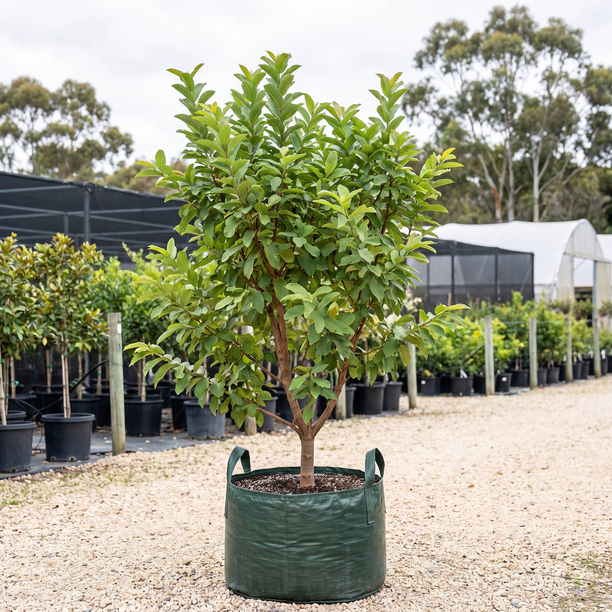 Thai White Guava - Psidium guajava ‘Thai White’