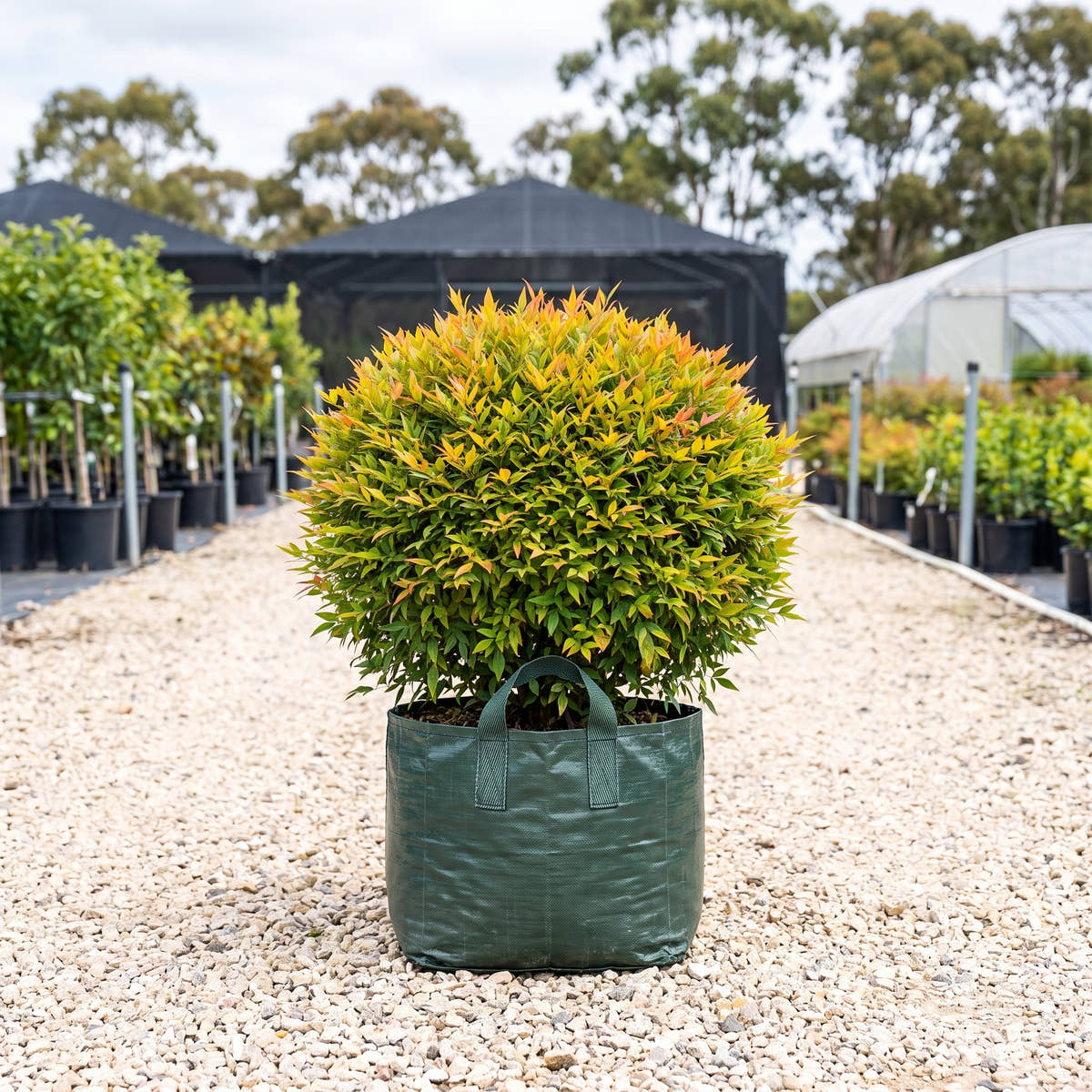 Gulf Stream Sacred Bamboo (Ball) - Nandina domestica ‘Gulf Stream’