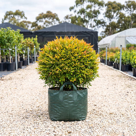 Gulf Stream Sacred Bamboo (Ball) - Nandina domestica ‘Gulf Stream’