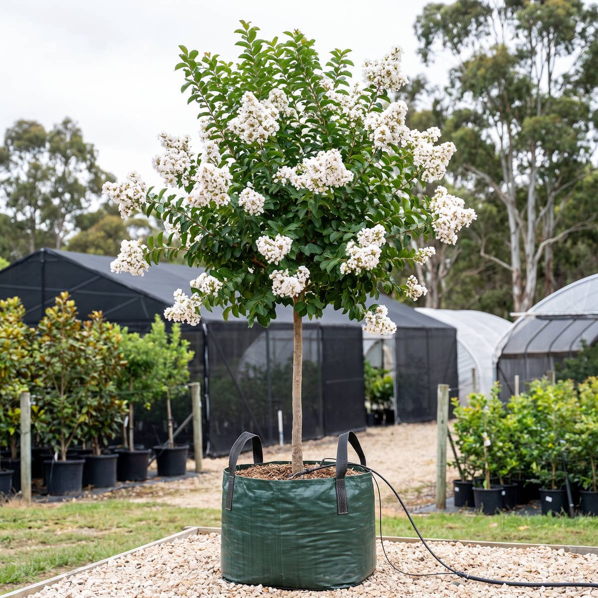 Fantasy Crepe Myrtle - Lagerstroemia fauriei ‘Fantasy’