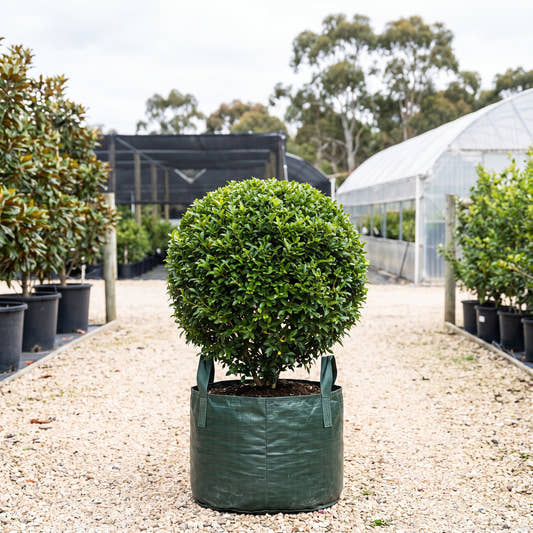 Orange Jessamine (Ball) - Murraya paniculata
