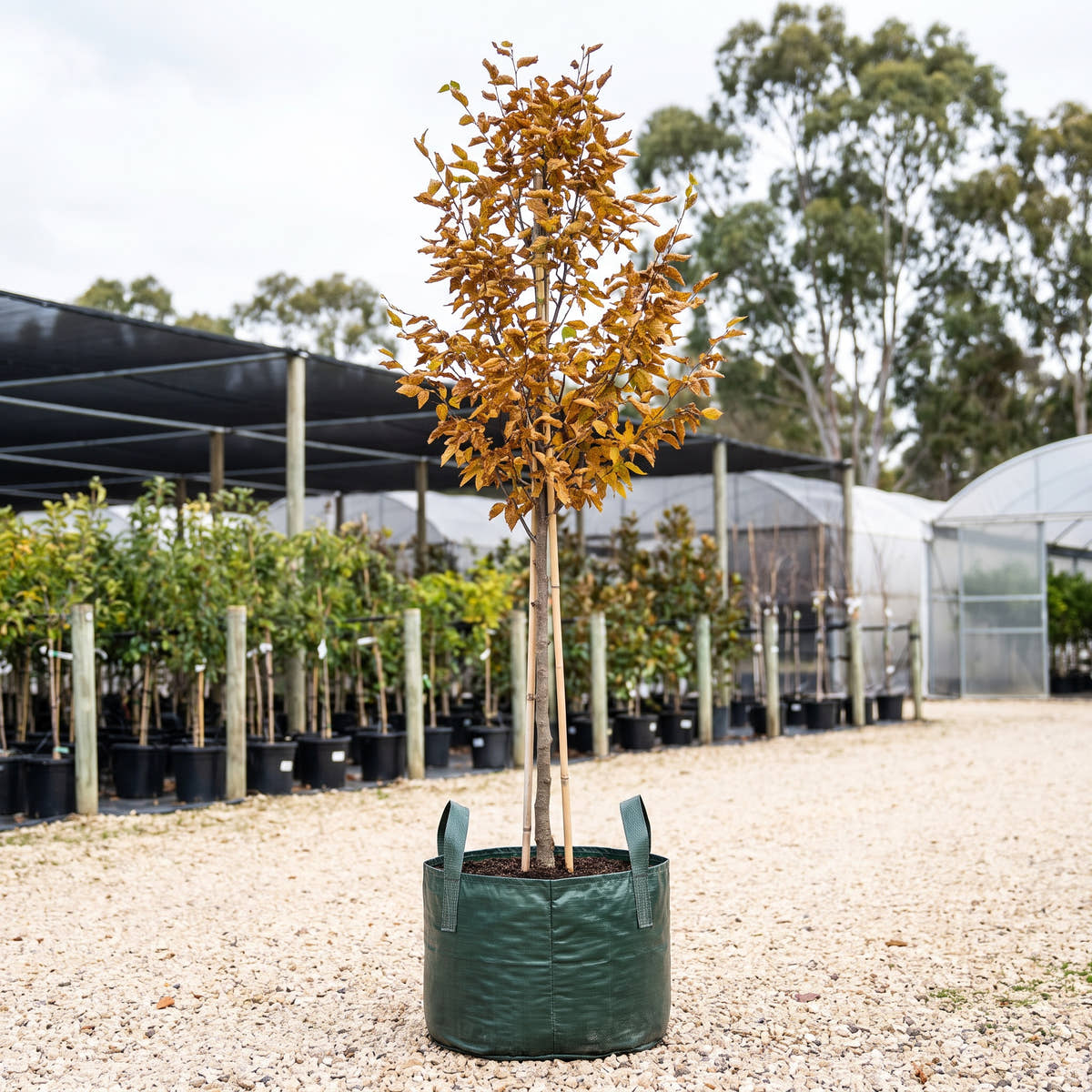 Emerald Avenue Hornbeam - Carpinus betulus ‘Emerald Avenue’