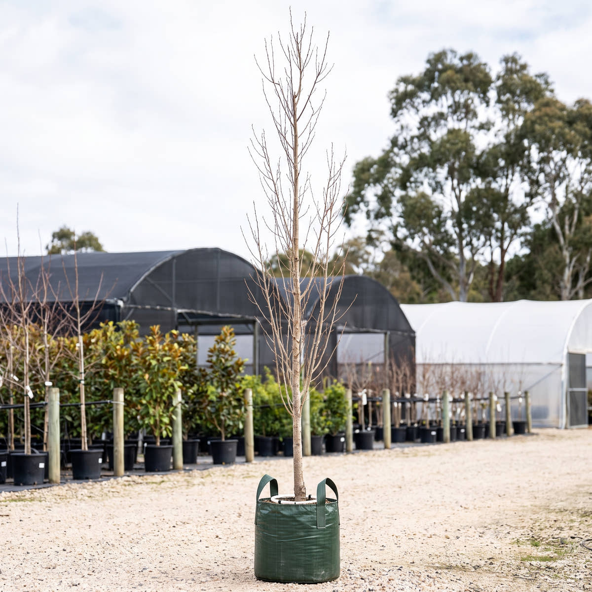 Lombardy Poplar - Populus nigra ‘Italica’