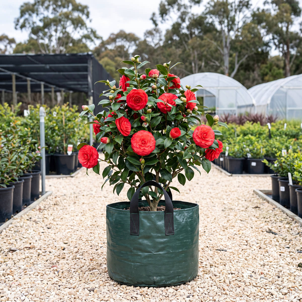 Nuccio’s Bella Rossa Camellia - Camellia japonica ‘Nuccio’s Bella Rossa’