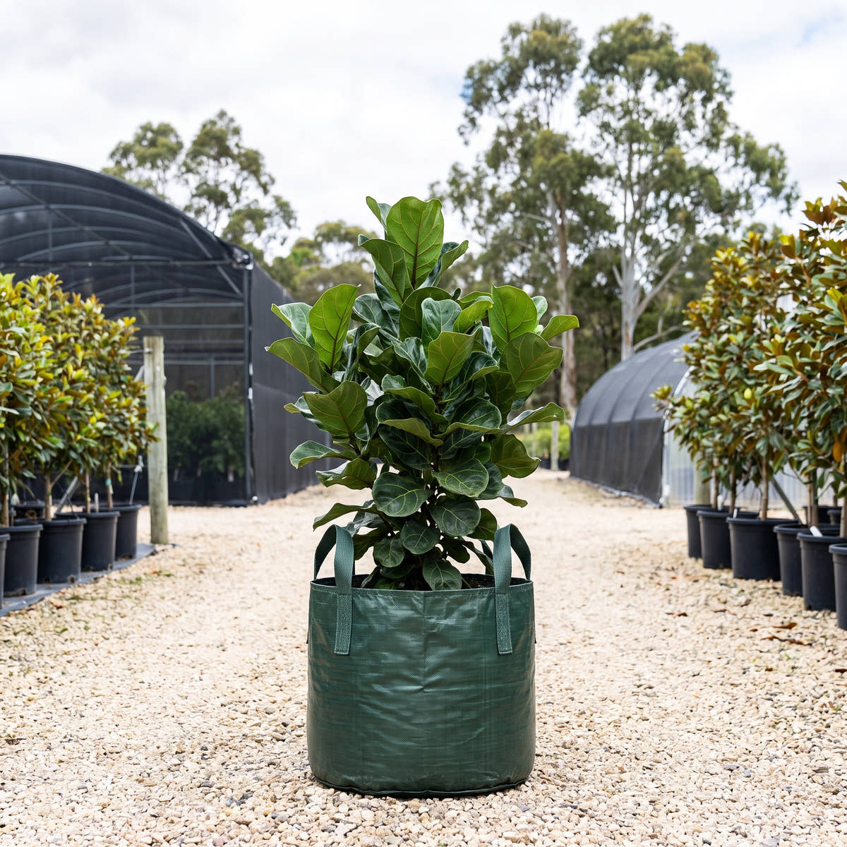 Bambino Fiddle Leaf Fig - Ficus lyrata ‘Bambino’