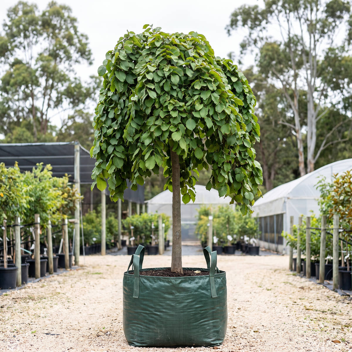 Camperdown Elm (Tall Standard) - Ulmus glabra ‘Camperdownii’