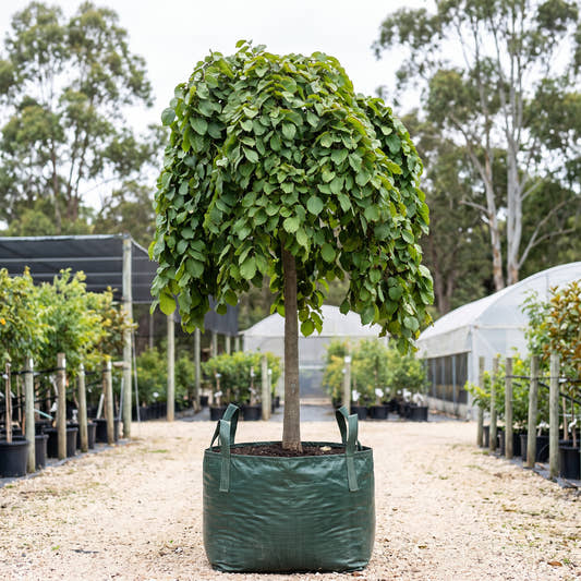 Camperdown Elm (Tall Standard) - Ulmus glabra ‘Camperdownii’