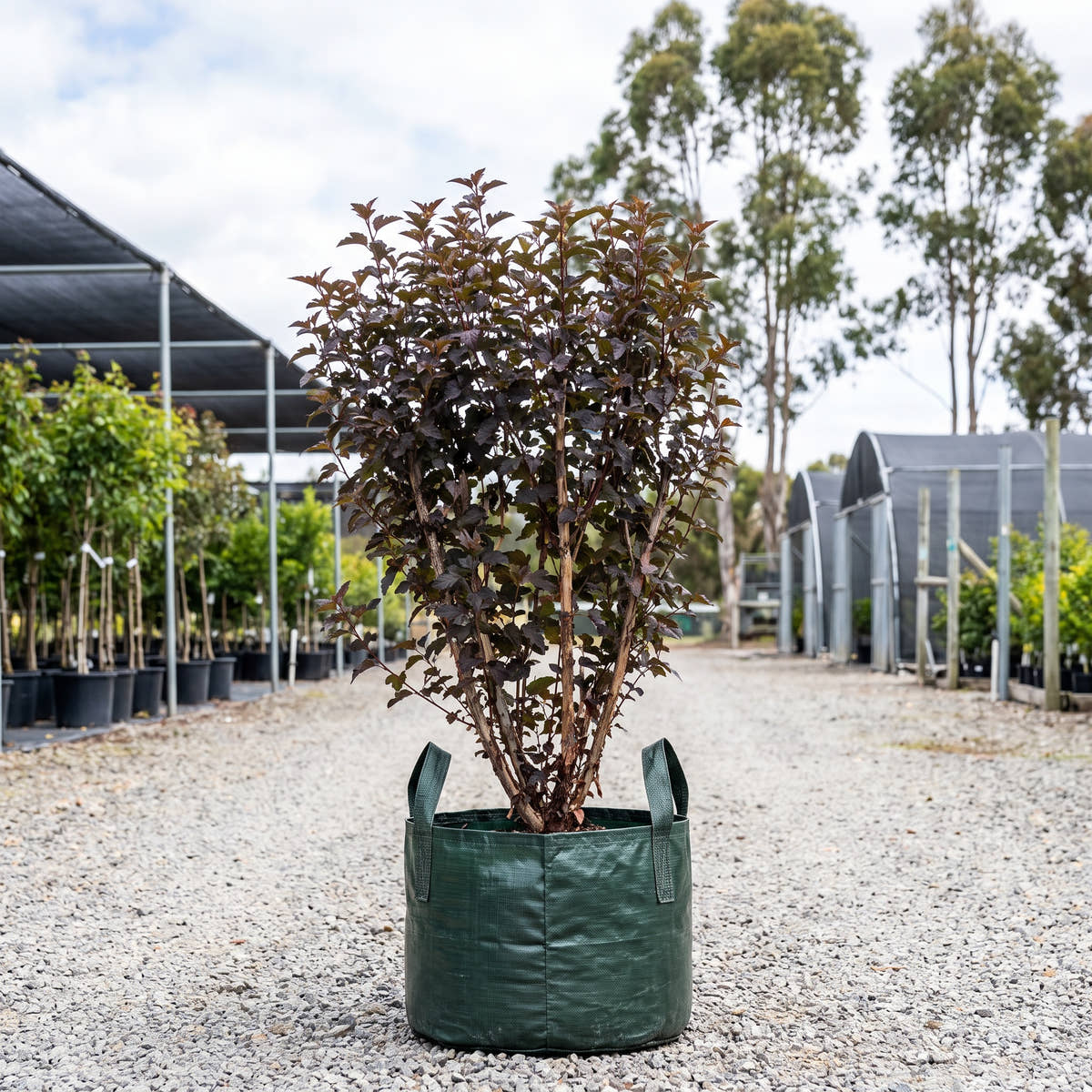 Diabolo Ninebark - Physocarpus opulifolius ‘Monlo’