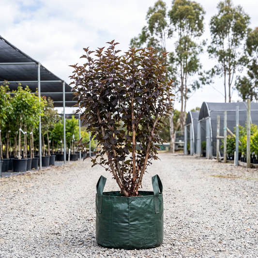 Diabolo Ninebark - Physocarpus opulifolius ‘Monlo’