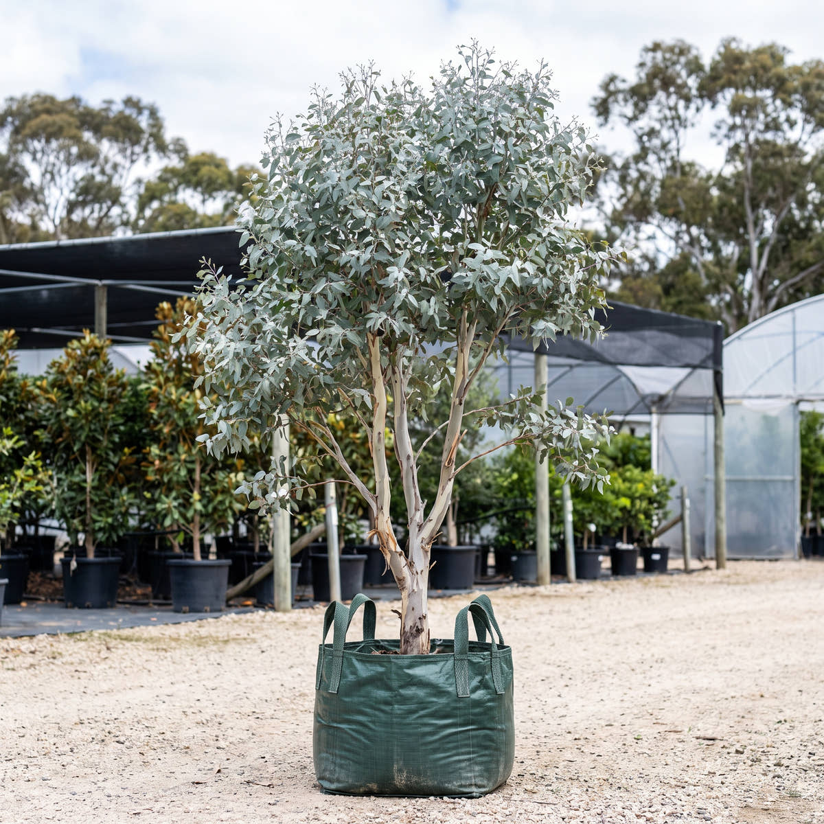 Shining Gum - Eucalyptus nitens