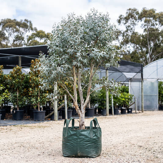 Shining Gum - Eucalyptus nitens