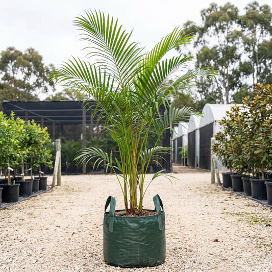 Sugar Cane Palm - Dypsis baronii